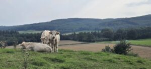 Eifler Landschaft