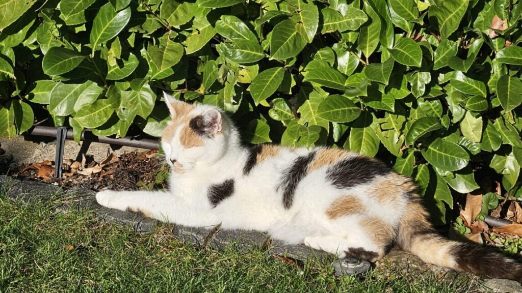 Katze in der Sonne