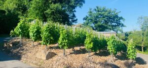 Maubacher Weinberg