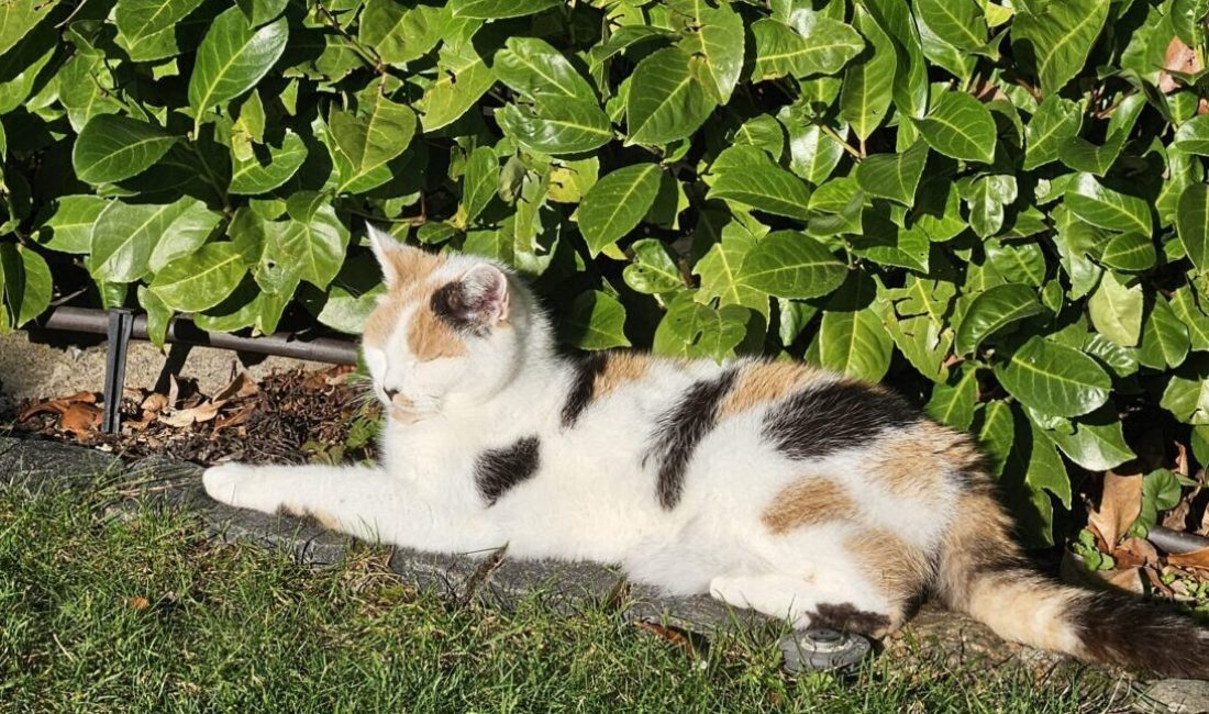 Katze in der Sonne