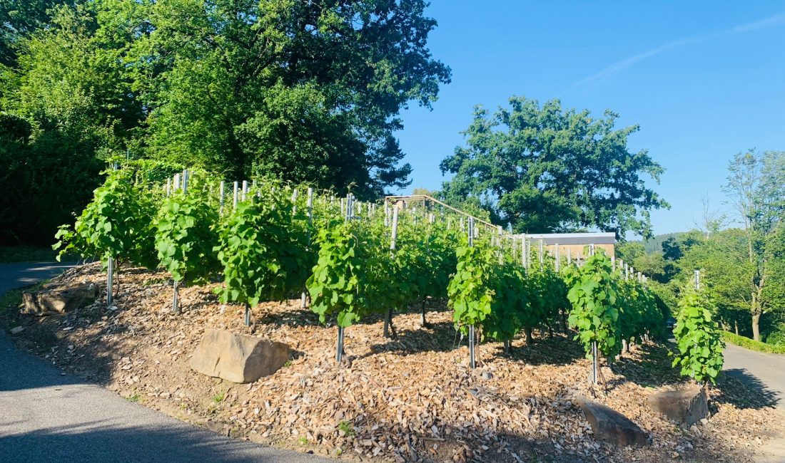 Unser Weinberg